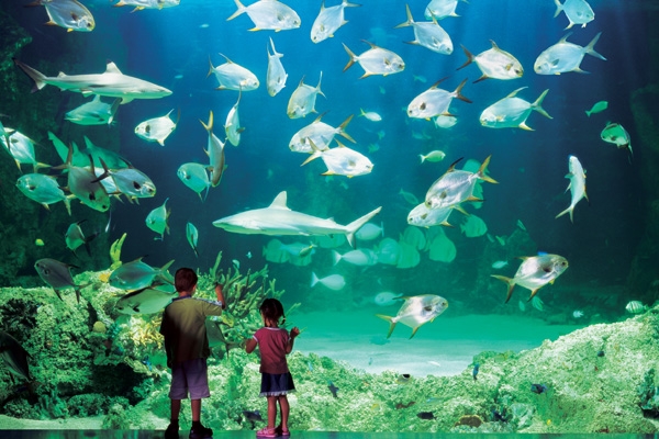 Уход за аквариумом: чистота аквариума залог здоровья его обитателей