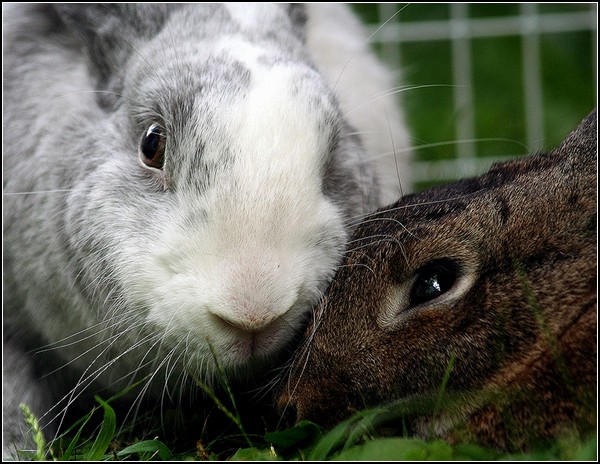 Необременительный и правильный уход за кроликами