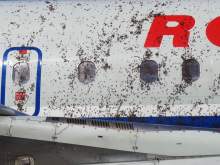 Во Внуково пассажиров самолета атаковали шмели