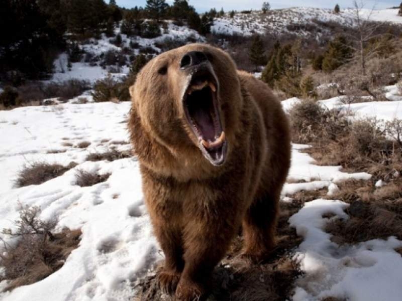 Новости дня: Медведь задрал экс-депутата, убившего его товарища