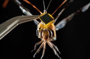 Ученые сделали из стрекозы «живой дрон» на пульте управления