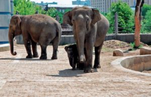 Слоненок весом 90 килограммов родился в Московском зоопарке