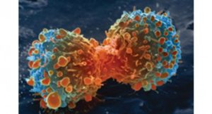 Почему раковые клетки не уничтожают сами себя