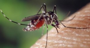 В мире растет заболеваемость лихорадкой денге и чикугуньей – вирусы мутируют
