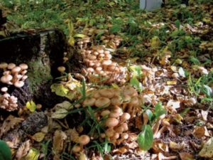 Грибы в Подмосковье июль 2017: есть ли грибы сейчас