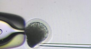 Ученым удалось отредактировать дефектный ген у человеческого эмбриона