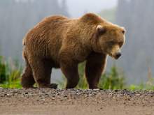 Медведь напал на мужчину в центре Архангельска