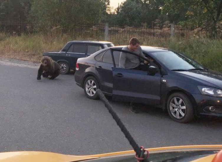 Медведь напал на мужчину в центре Архангельска