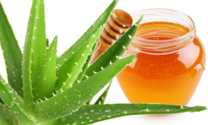 Рецепт алоэ с медом для желудка: полезные свойства лекарства