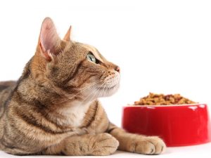 Полезен ли сухой корм для кошек?