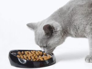 Как правильно подобрать корм для домашних кошек