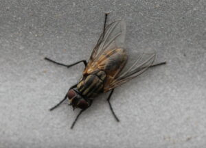 О способах борьбы с мухами