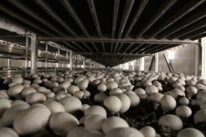 Выращиваем грибы в промышленных масштабах