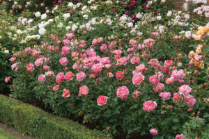 Популярные сорта роз для сада