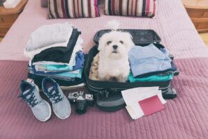 В отпуск – с собакой: как подготовиться