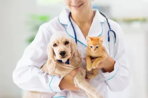 Лечение животных в ветеринарной клинике ProfVet