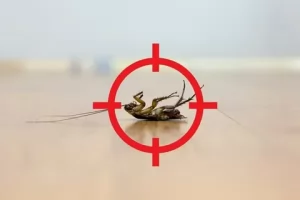 Избавляемся от тараканов: почему стоит обратиться к профессионалам?