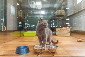 Гостиницы для кошек: особенности услуг