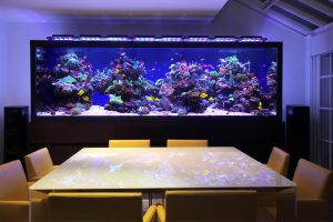 Изготовление и обслуживание аквариумов: виды, особенности, советы
