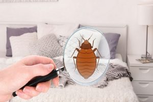 Защитите свой дом от тараканов: почему стоит прибегнуть к услугам профессиональной дезинсекции