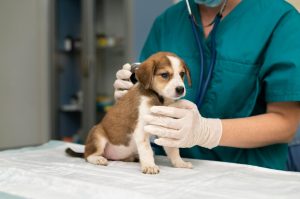 Инновационные методы лечения домашних животных: роль современных технологий и медицинских препаратов в ветеринарной медицине